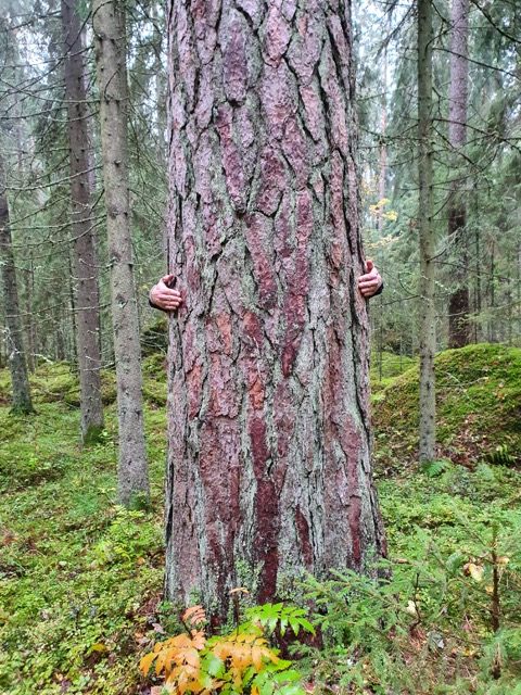 Utterinvuoren syysretki ja merkintätalkoot